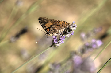Vanessa cardui; painted lady butterfly in rural Tuscany	