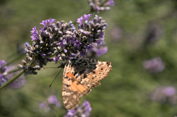 Vanessa cardui; painted lady butterfly in rural Tuscany	