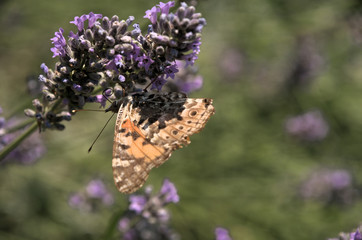 Vanessa cardui; painted lady butterfly in rural Tuscany	