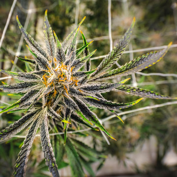 Overhead View of Recreational Marijuana Plant Bud Growing at Indoor Farm