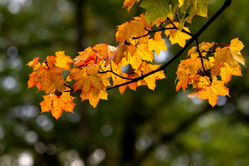 Maple branch in golden autumn season.