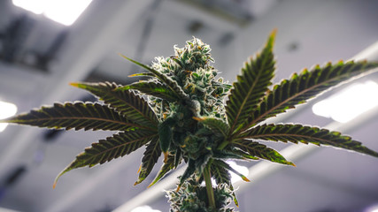 Stylized Marijuana Plant Bud Theme Growing Under Warehouse Lights