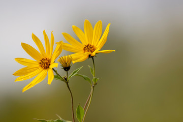 Yellow autumn flowers on a washed-out background.