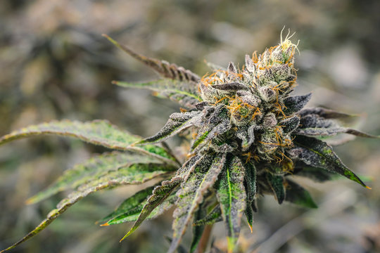Stylized Marijuana Bud Photo Growing at Commercial Cannabis Garden