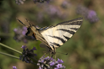 Iphiclides podalirius; scarce swallowtail in Tuscany