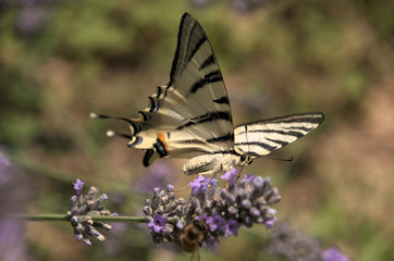 Iphiclides podalirius; scarce swallowtail in Tuscany