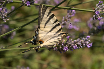 Iphiclides podalirius; scarce swallowtail in Tuscany
