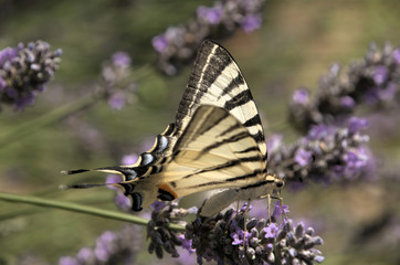 Iphiclides podalirius; scarce swallowtail in Tuscany