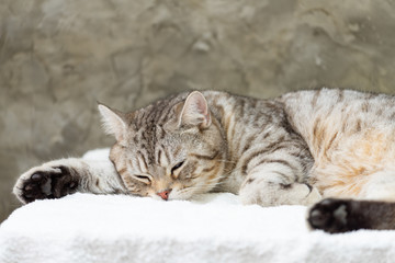Close up cute tabby cat with nlack feet sleep on white background