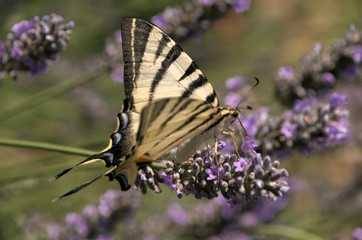 Iphiclides podalirius; scarce swallowtail in Tuscany