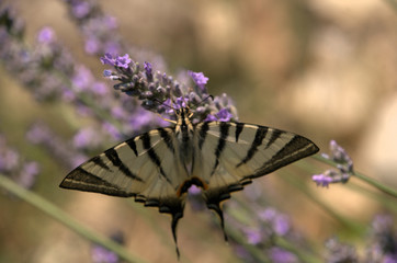Iphiclides podalirius; scarce swallowtail in Tuscany