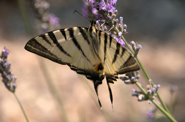 Iphiclides podalirius; scarce swallowtail in Tuscany