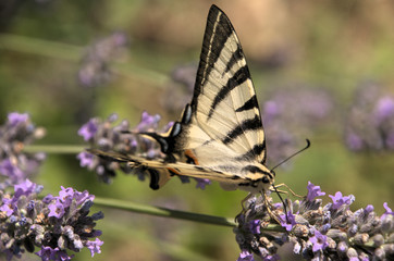 Iphiclides podalirius; scarce swallowtail in Tuscany