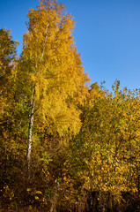 Fototapeta premium Jesienny krajobraz na południowym wschodzie obwodu moskiewskiego