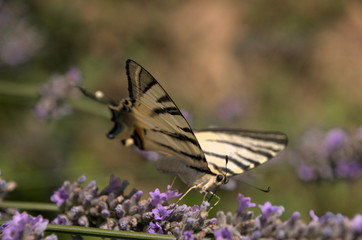 Iphiclides podalirius; scarce swallowtail in Tuscany