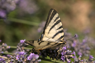 Iphiclides podalirius; scarce swallowtail in Tuscany