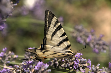 Iphiclides podalirius; scarce swallowtail in Tuscany