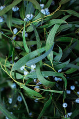 Christmas Mistletoe plant. Nature background. Traditional Xmas symbol Omela. Happy new year. .