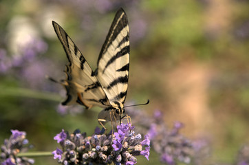 Iphiclides podalirius; scarce swallowtail in Tuscany
