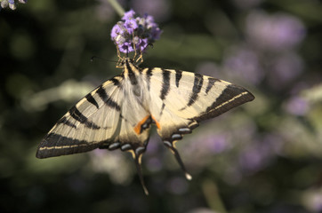 Iphiclides podalirius; scarce swallowtail in Tuscany