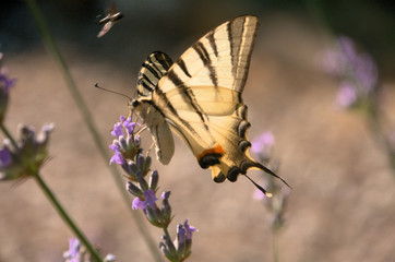 Iphiclides podalirius; scarce swallowtail in Tuscany