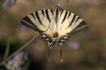 Iphiclides podalirius; scarce swallowtail in Tuscany