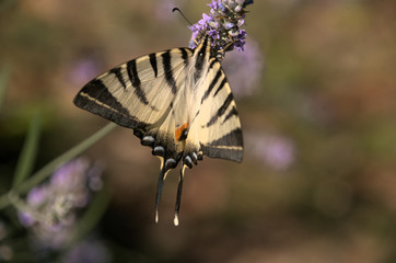 Iphiclides podalirius; scarce swallowtail in Tuscany