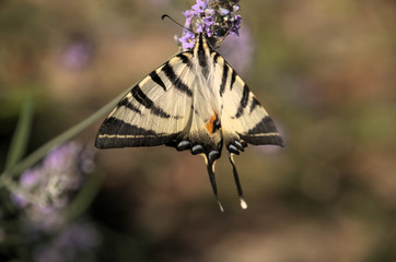 Iphiclides podalirius; scarce swallowtail in Tuscany
