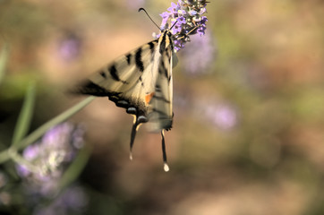 Iphiclides podalirius; scarce swallowtail butterfly in rural Tuscany