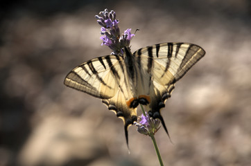 Iphiclides podalirius; scarce swallowtail butterfly in rural Tuscany