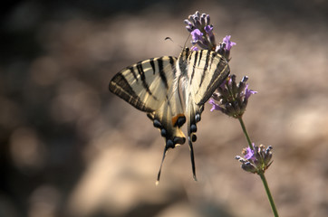 Iphiclides podalirius; scarce swallowtail butterfly in rural Tuscany