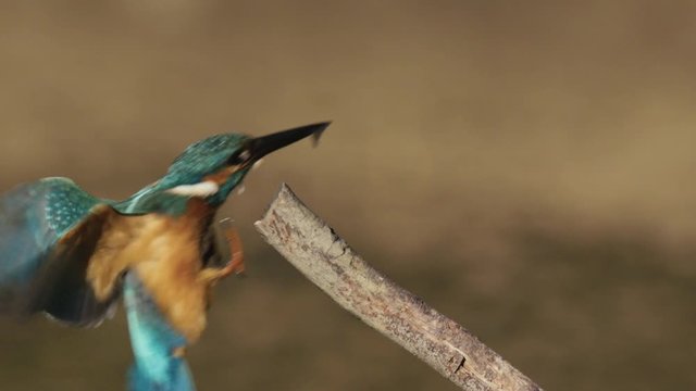 close-up of kingfisher perched slow motion