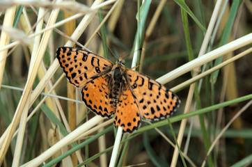 Obraz premium Spotted fritillary (Melitaea didyma) in Tuscan meadow