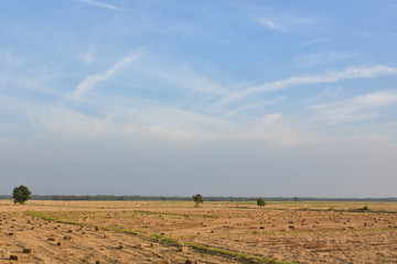 Obraz premium rice straw in thailand