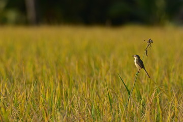 Beautiful birds in rice thailand