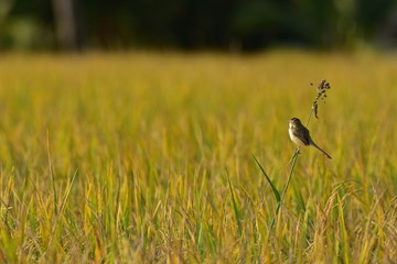 Beautiful birds in rice thailand