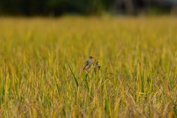 Beautiful birds in rice thailand