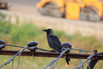 The House Crow or The Indian Grey-necked - Image