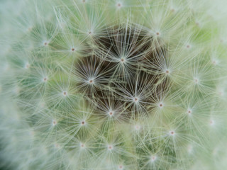 Dandelion seedhead close up top view