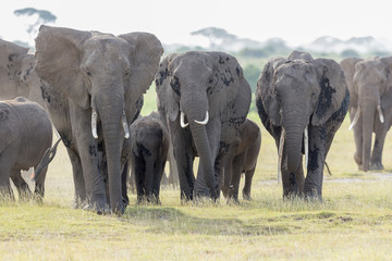 Obraz na płótnie Canvas African Elephant pack at Amboseli National Park,Kenya,Africa