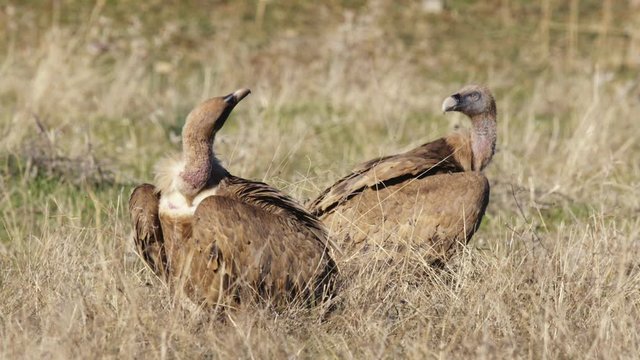 Griffon Vulture eating a sheep