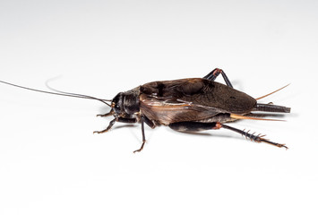 Macro Photo of Cricket Isolated on White Background