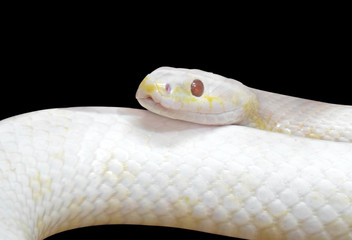 Close up Albino Black Rat Snake Coiled Isolated on Black Background with Clipping Path