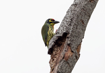 Close up Coppersmith Barbet Bird Perched on Branch Isolated on Background