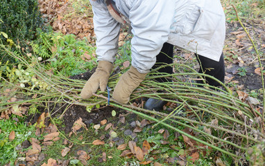 Winter Protection for Garden Roses Bush. Prepare climbing roses to cover for winter shelter.