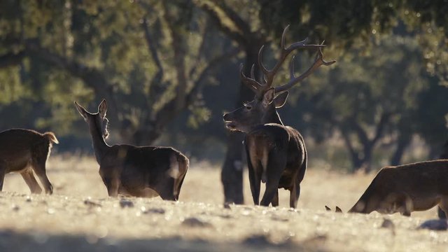 herd of Iberian deer in the pasture