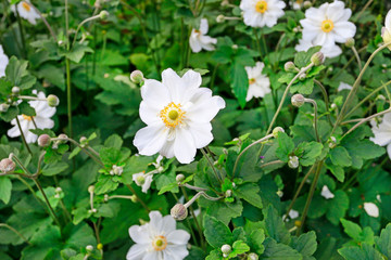 Wild rose (rosa canina) in the garden.