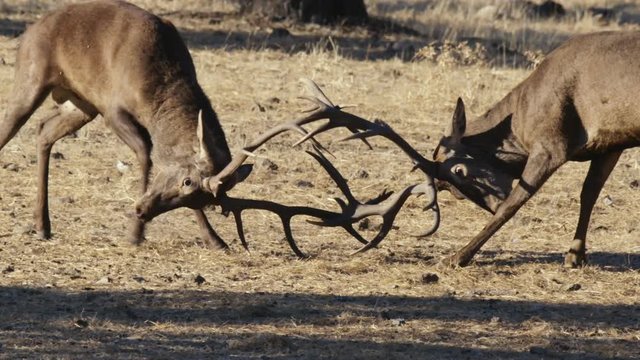 Iberian deer fight during the bellowing in the pasture