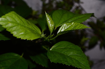 Green leaves above blurred dark background