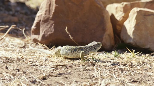 ocellated lizard walking on the ground